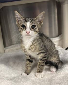 Condo (with Townhome) -  Domestic Short Hair Cat for Adoption in Richmond, Virginia - Condo (with Townhome) | PetCurious