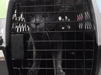 BEASTY -  Domestic Short Hair Cat for Adoption in Omaha, Nebraska - BEASTY | PetCurious