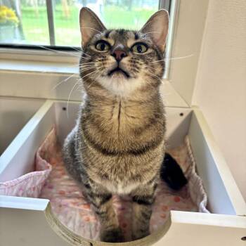 Unsalted -  Domestic Short Hair Cat for Adoption in Carencro, Louisiana - Unsalted | PetCurious