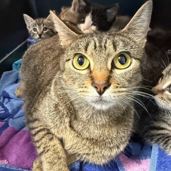Athena -  Domestic Short Hair Cat for Adoption in Birmingham, Alabama - Athena | PetCurious