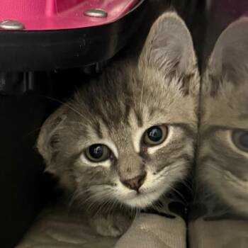Choque -  Domestic Short Hair Cat for Adoption in Wheeling, Illinois - Choque | PetCurious