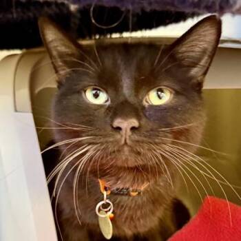 Domestic Short Hair Cats Available for Adoption - Moxie | PetCurious