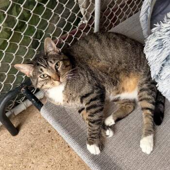 Monica -  Domestic Short Hair Cat for Adoption in Alexandria, Louisiana - Monica | PetCurious