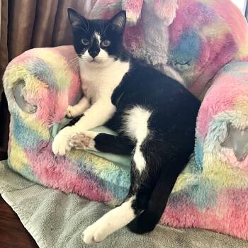 Gibby -  Tuxedo Cat for Adoption in Homestead, Florida - Gibby | PetCurious