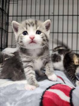 Domestic Short Hair Cats Available for Adoption - Cloud | PetCurious