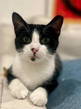 Rescue Domestic Short Hair Cats for Adoption in Darien, Connecticut - Teddy | PetCurious