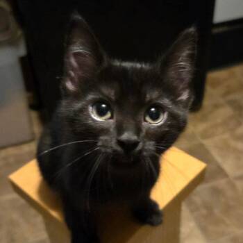 Teeny -  Domestic Short Hair Cat for Adoption in Dallas, Texas - Teeny | PetCurious