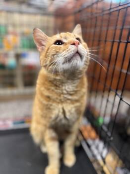 Domestic Short Hair Cats Available for Adoption - Rex | PetCurious