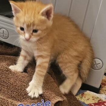 Cassie C11476 -  Domestic Short Hair Cat for Adoption - Cassie C11476 | PetCurious