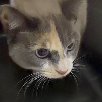 Blue Moon -  Siamese and Domestic Short Hair Cat for Adoption in Galveston, Texas - Blue Moon | PetCurious