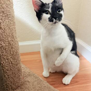 Onyx -  Domestic Short Hair Cat Available for Adoption in Los Altos, California - Onyx | PetCurious