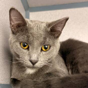 Domestic Short Hair Cats Available for Adoption - Marvolo | PetCurious