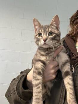 Domestic Short Hair Cats Available for Adoption - Jude | PetCurious