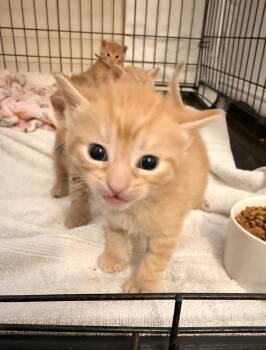 Domestic Short Hair Cats Available for Adoption - Dim Sum | PetCurious