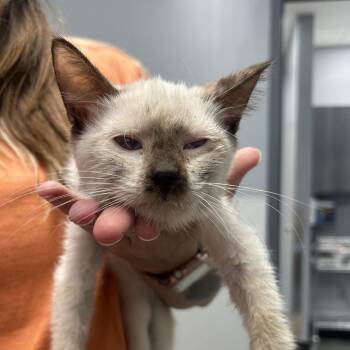 Captain Chantel DuBois -  Domestic Short Hair Cat for Adoption in Saint Joseph, Missouri - Captain Chantel DuBois | PetCurious