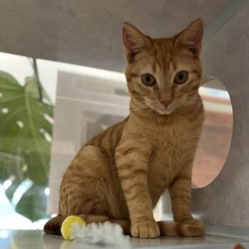 Domestic Short Hair Cats Available for Adoption in Glenwood Springs, Colorado - Wuzzy | PetCurious