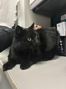 Domestic Short Hair Cats Available for Adoption - Angela | PetCurious