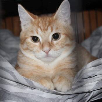 Soldier -  Tabby Cat for Adoption - Soldier | PetCurious