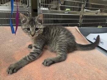 Richard -  Domestic Short Hair Cat for Adoption in Westland, Michigan - Richard | PetCurious
