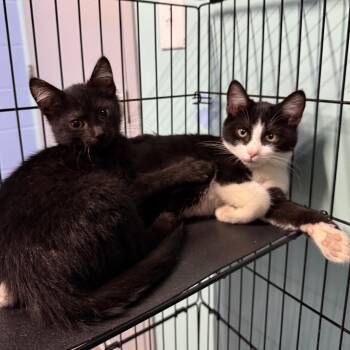 Rescue Extra Toes Cat Hemingway Polydactyl Cats for Adoption in Lowell, Arkansas - Harvey And Mishap | PetCurious