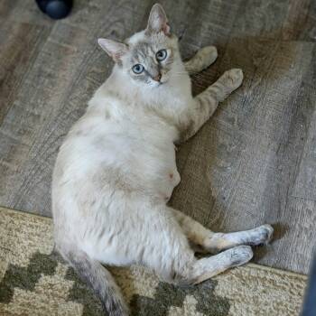 Delylah -  Siamese and Domestic Short Hair Cat for Adoption in Richmond, Virginia - Delylah | PetCurious