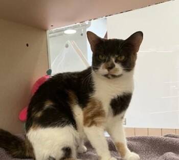Domestic Short Hair Cats Available for Adoption in Springfield, Massachusetts - TILLY | PetCurious
