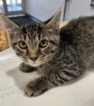 Asher -  Domestic Short Hair Cat for Adoption in Cincinnati, Ohio - Asher | PetCurious