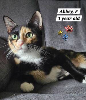 Abbey -  Calico Cat for Adoption in Roxbury Township, New Jersey - Abbey | PetCurious