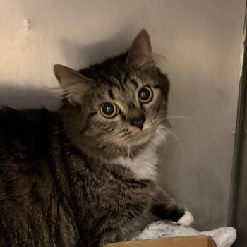 Dallas -  Domestic Short Hair Cat for Adoption in Troy, Virginia - Dallas | PetCurious