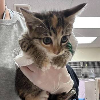 Jane 26-10-002 -  Domestic Short Hair Cat for Adoption in Bastrop, Texas - Jane 26-10-002 | PetCurious