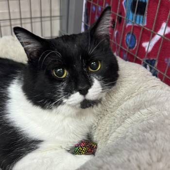 Domestic Short Hair Cats Available for Adoption - Jax | PetCurious