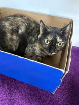 Nellie -  Domestic Short Hair Cat for Adoption in Rochester, Indiana - Nellie | PetCurious