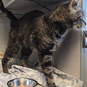 Grant -  Domestic Short Hair Cat for Adoption in Cedar Rapids, Iowa - Grant | PetCurious