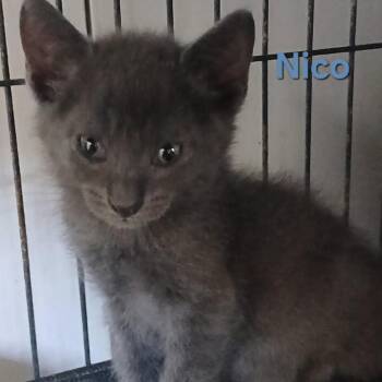 Pop It -  Domestic Short Hair Cat for Adoption in Gainesville, Florida - Pop It | PetCurious