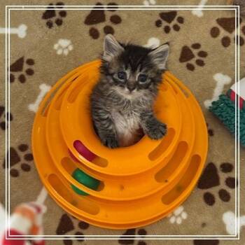 Gracie Lou -  Domestic Long Hair Cat Available for Adoption in Riverside, California - Gracie Lou | PetCurious