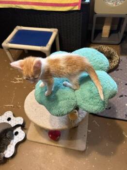 Sesame -  Domestic Short Hair Cat for Adoption in Orlando, Florida - Sesame | PetCurious