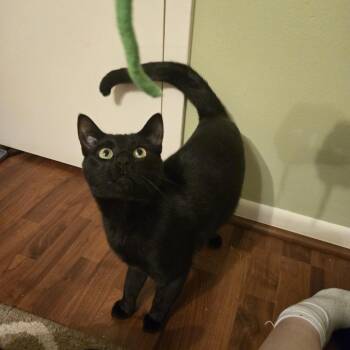 Kale -  Domestic Short Hair Cat for Adoption in Baytown, Texas - Kale | PetCurious