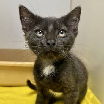 Asteroid -  Domestic Medium Hair Cat for Adoption in Saint Joseph, Missouri - Asteroid | PetCurious
