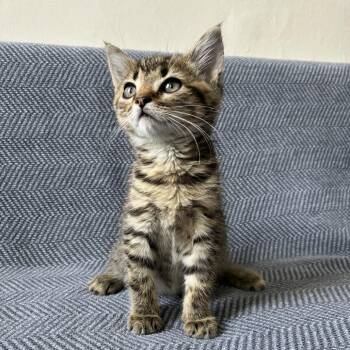 Fiji -  Domestic Short Hair Cat Available for Adoption - Fiji | PetCurious