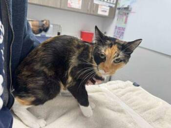 Scar -  Domestic Short Hair Cat for Adoption in Kansas City, Missouri - Scar | PetCurious