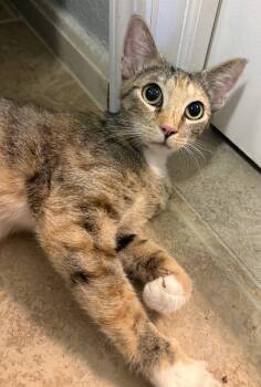 Caleco -  Domestic Short Hair Cat for Adoption in Kansas City, Missouri - Caleco | PetCurious