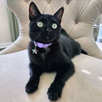 Rescue Domestic Short Hair Cats for Adoption in Greenfield, Indiana - Moana | PetCurious