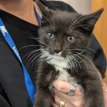 Domestic Short Hair Cats Available for Adoption in Voorhees Township, New Jersey - Ayden | PetCurious