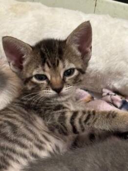 Domestic Short Hair Cats Available for Adoption in Fort Collins, Colorado - Sushi | PetCurious