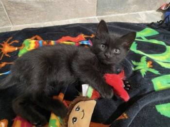 Rescue Domestic Short Hair Cats for Adoption in Hobart, Indiana - Lettuce | PetCurious