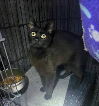 Chantilly -  Domestic Short Hair Cat for Adoption in East Brunswick, New Jersey - Chantilly | PetCurious