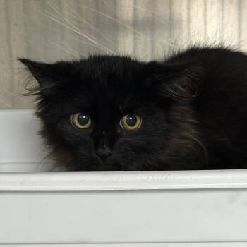 D&O: Omura -  Domestic Medium Hair Cat for Adoption in Falls Church, Virginia - D&O: Omura | PetCurious