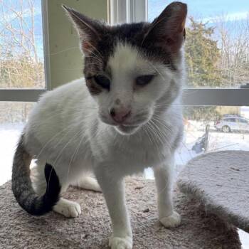 Domestic Short Hair Cats Available for Adoption in Woodbury, New Jersey - Pappy Dill | PetCurious