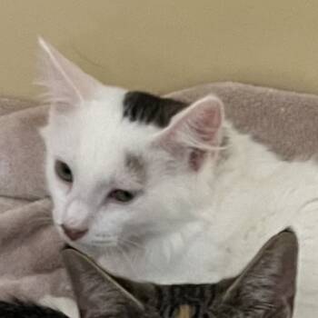 Rescue Domestic Medium Hair Cats for Adoption in North Myrtle Beach, South Carolina - Firefly | PetCurious