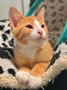 Pastrami -  Domestic Short Hair Cat for Adoption in West Mifflin, Pennsylvania - Pastrami | PetCurious